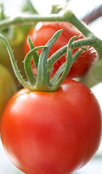 saftige tomate